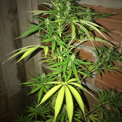 Brenda  #1 growlog timeline photo