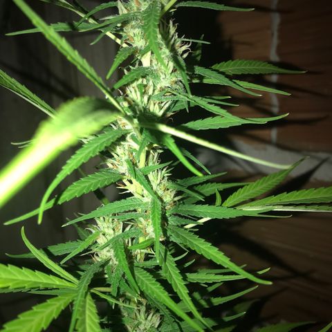 Brenda  #1 growlog timeline photo
