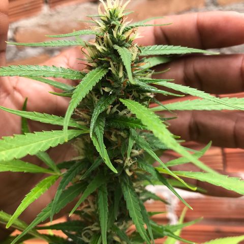 Brenda  #1 growlog timeline photo