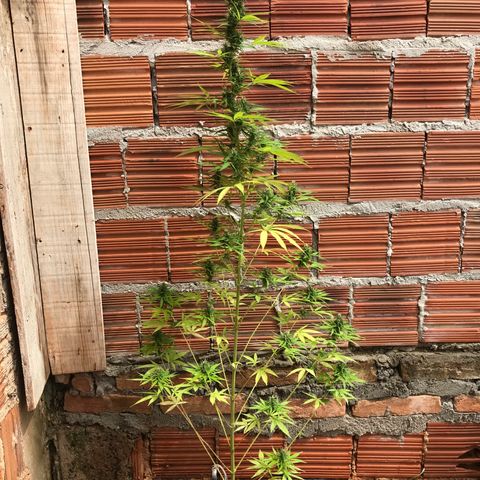 Brenda  #1 growlog timeline photo
