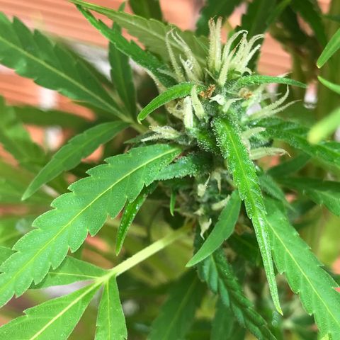 Brenda  #1 growlog timeline photo