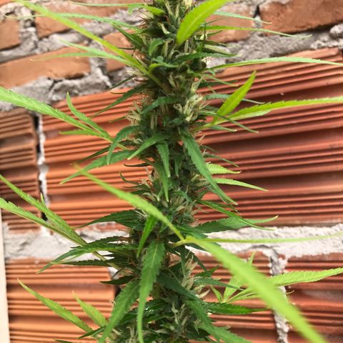 Brenda  #1 growlog timeline photo