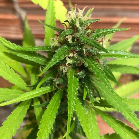 Brenda  #1 growlog timeline photo