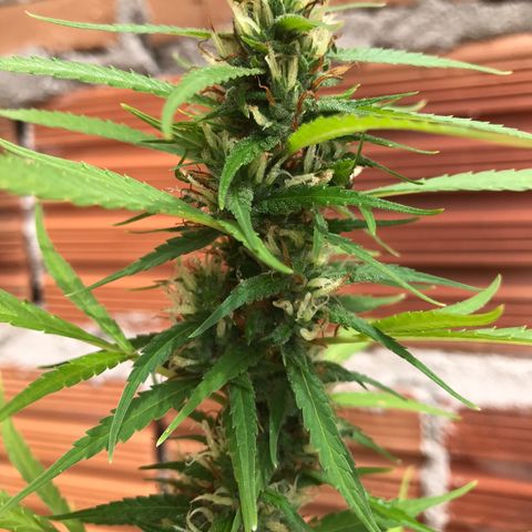 Brenda  #1 growlog timeline photo