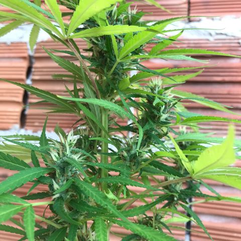 Brenda  #1 growlog timeline photo