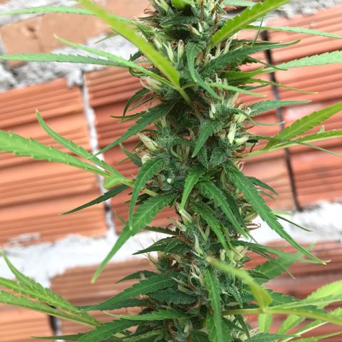 Brenda  #1 growlog timeline photo