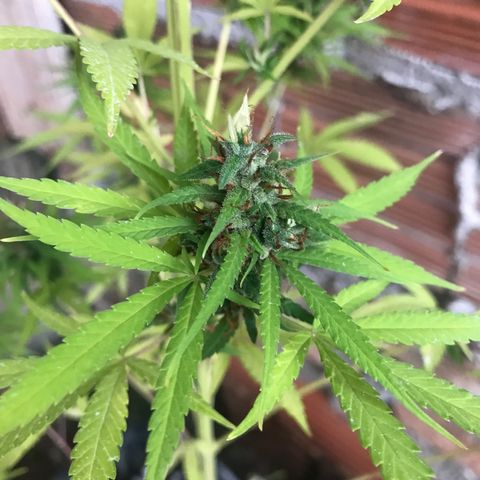 Brenda  #1 growlog timeline photo