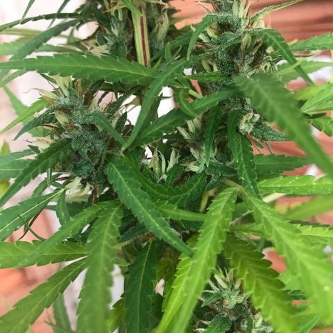 Brenda  #1 growlog timeline photo