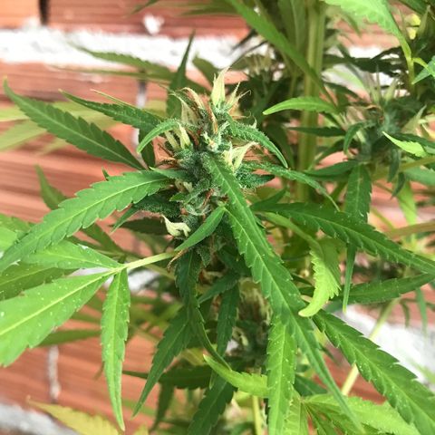 Brenda  #1 growlog timeline photo