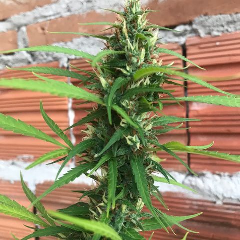 Brenda  #1 growlog timeline photo