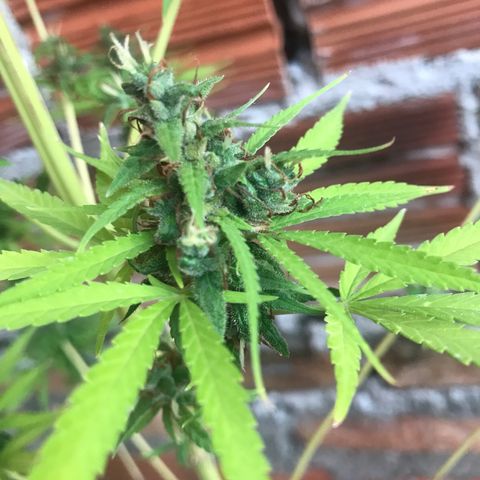 Brenda  #1 growlog photo: Quase lá 