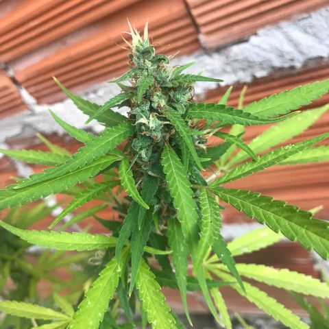 Brenda  #1 growlog photo: Quase lá 