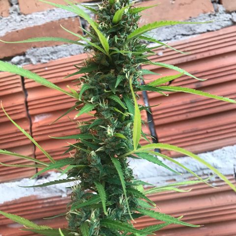 Brenda  #1 growlog photo: Quase lá 