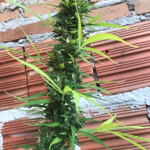 Brenda  #1 growlog photo: Quase lá 