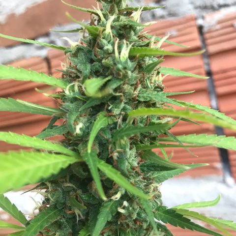 Brenda  #1 growlog timeline photo