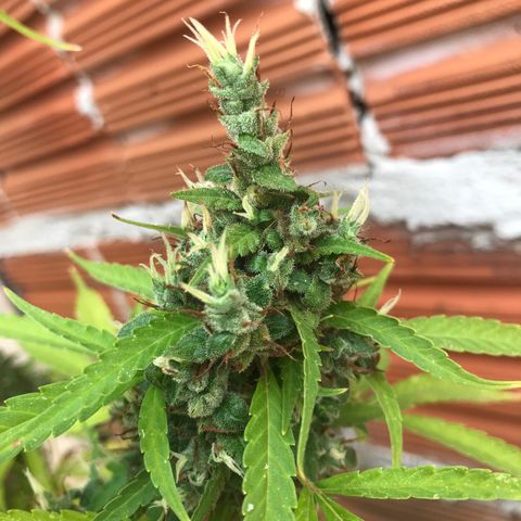 Brenda  #1 growlog timeline photo