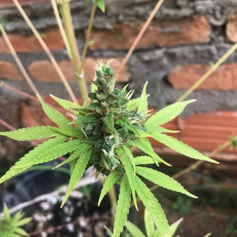 Brenda  #1 growlog timeline photo