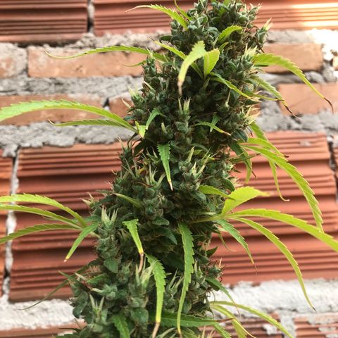 Brenda  #1 growlog timeline photo