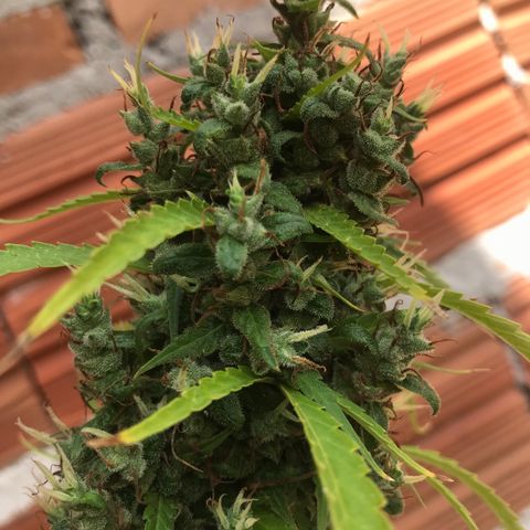 Brenda  #1 growlog timeline photo