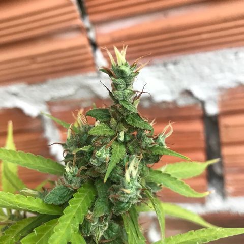 Brenda  #1 growlog timeline photo