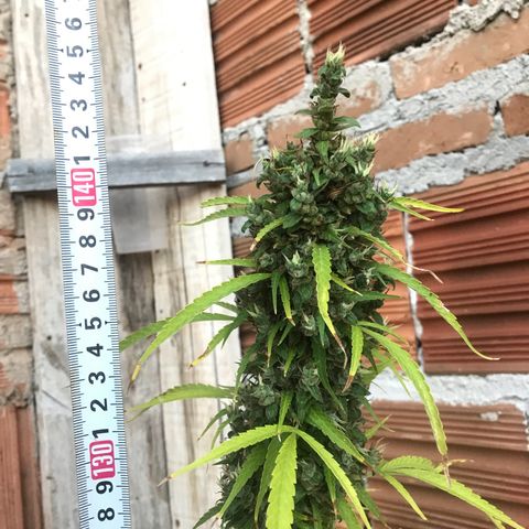 Brenda  #1 growlog timeline photo