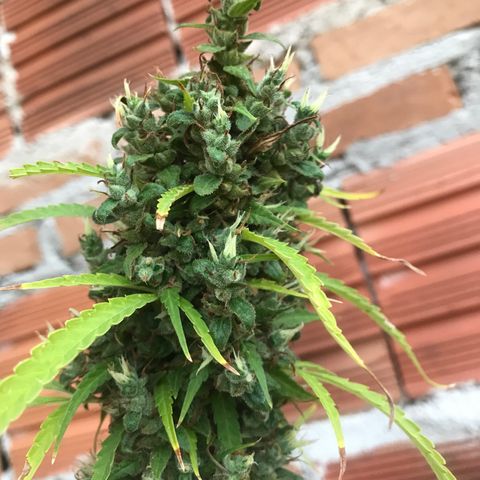 Brenda  #1 growlog timeline photo
