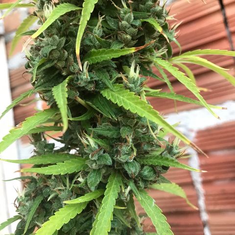 Brenda  #1 growlog timeline photo