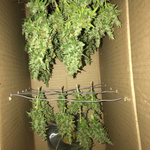 Brenda  #1 growlog timeline photo