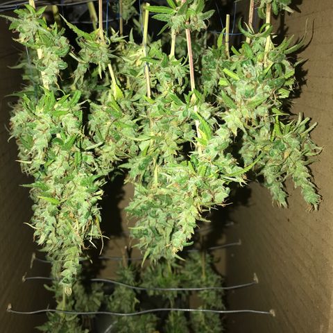 Brenda  #1 growlog timeline photo