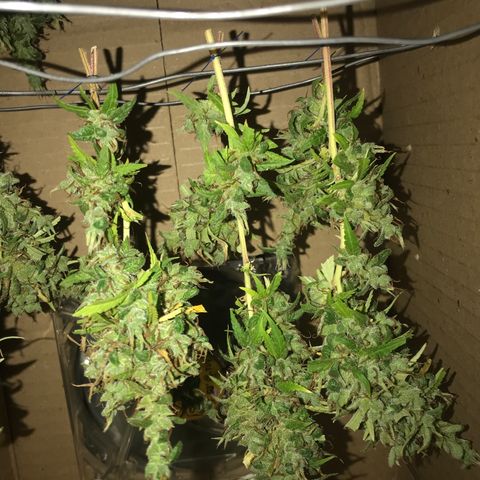 Brenda  #1 growlog timeline photo