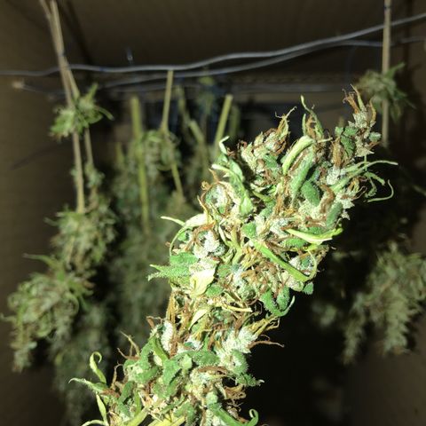 Brenda  #1 growlog timeline photo