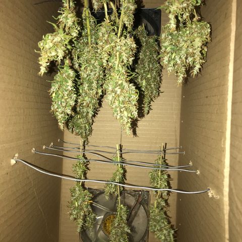 Brenda  #1 growlog timeline photo