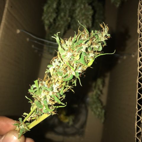 Brenda  #1 growlog timeline photo