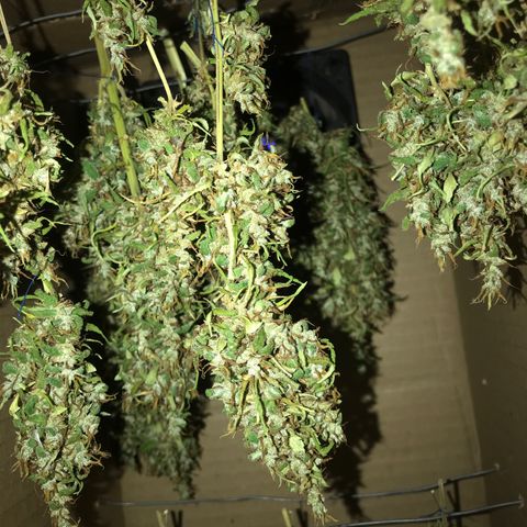 Brenda  #1 growlog timeline photo