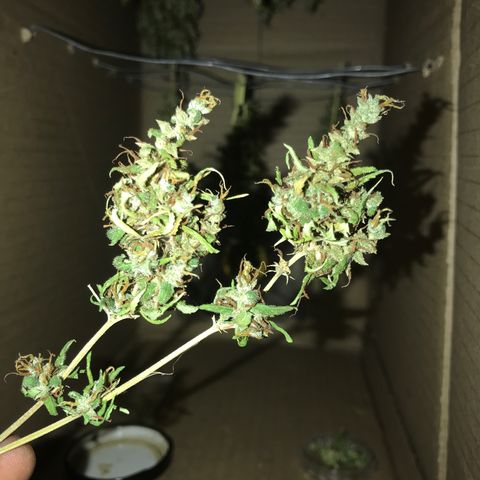 Brenda  #1 growlog photo: Já dando uma pancada da mente 🤯