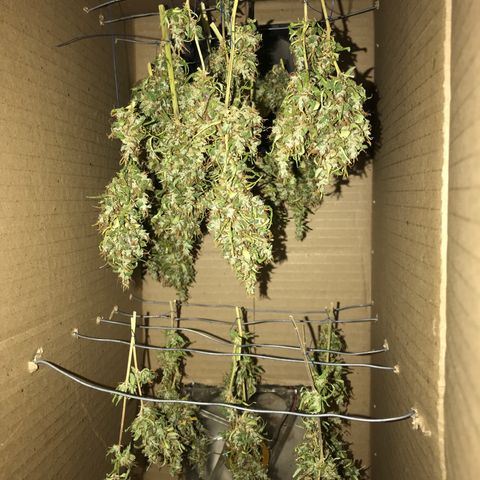 Brenda  #1 growlog photo: Já dando uma pancada da mente 🤯