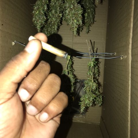 Brenda  #1 growlog photo: Satisfatório. Essa é a palavra , poder fuma oq plantei 🥦❤️💨