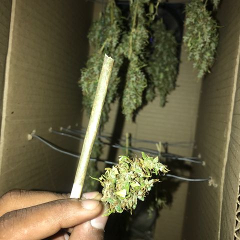 Brenda  #1 growlog photo: Fumando da própria colheita 😻