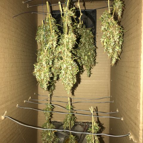 Brenda  #1 growlog photo: Fumando da própria colheita 😻