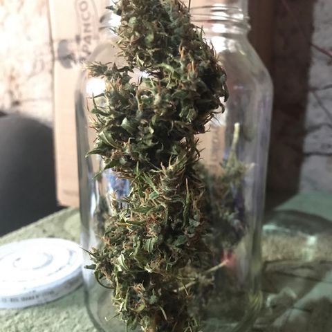 Brenda  #1 growlog timeline photo