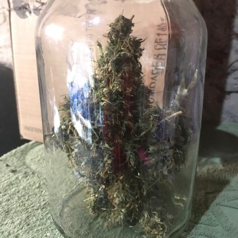 Brenda  #1 growlog timeline photo