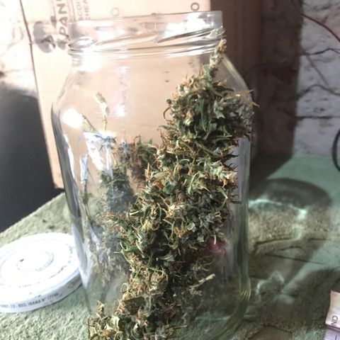 Brenda  #1 growlog timeline photo