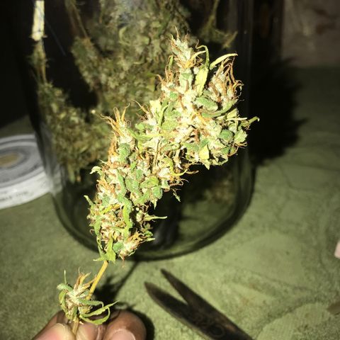 Brenda  #1 growlog timeline photo