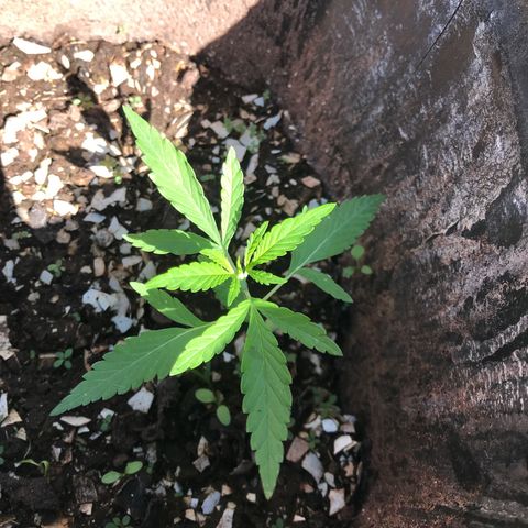 Franciele  growlog timeline photo