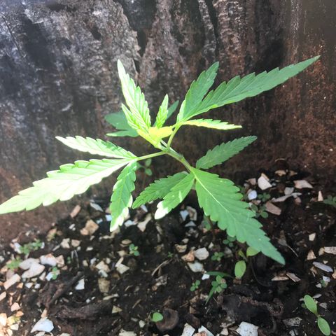 Franciele  growlog timeline photo