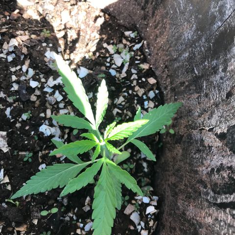 Franciele  growlog timeline photo