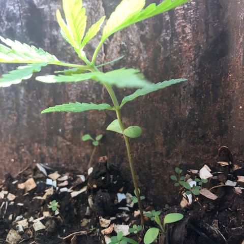 Franciele  growlog timeline photo