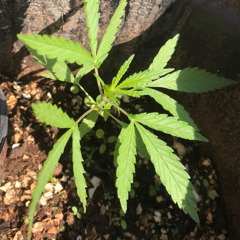 Franciele  growlog timeline photo