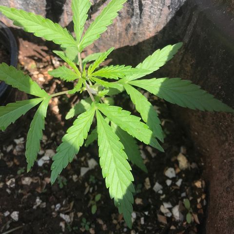 Franciele  growlog timeline photo