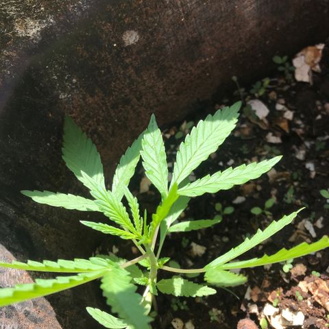 Franciele  growlog timeline photo